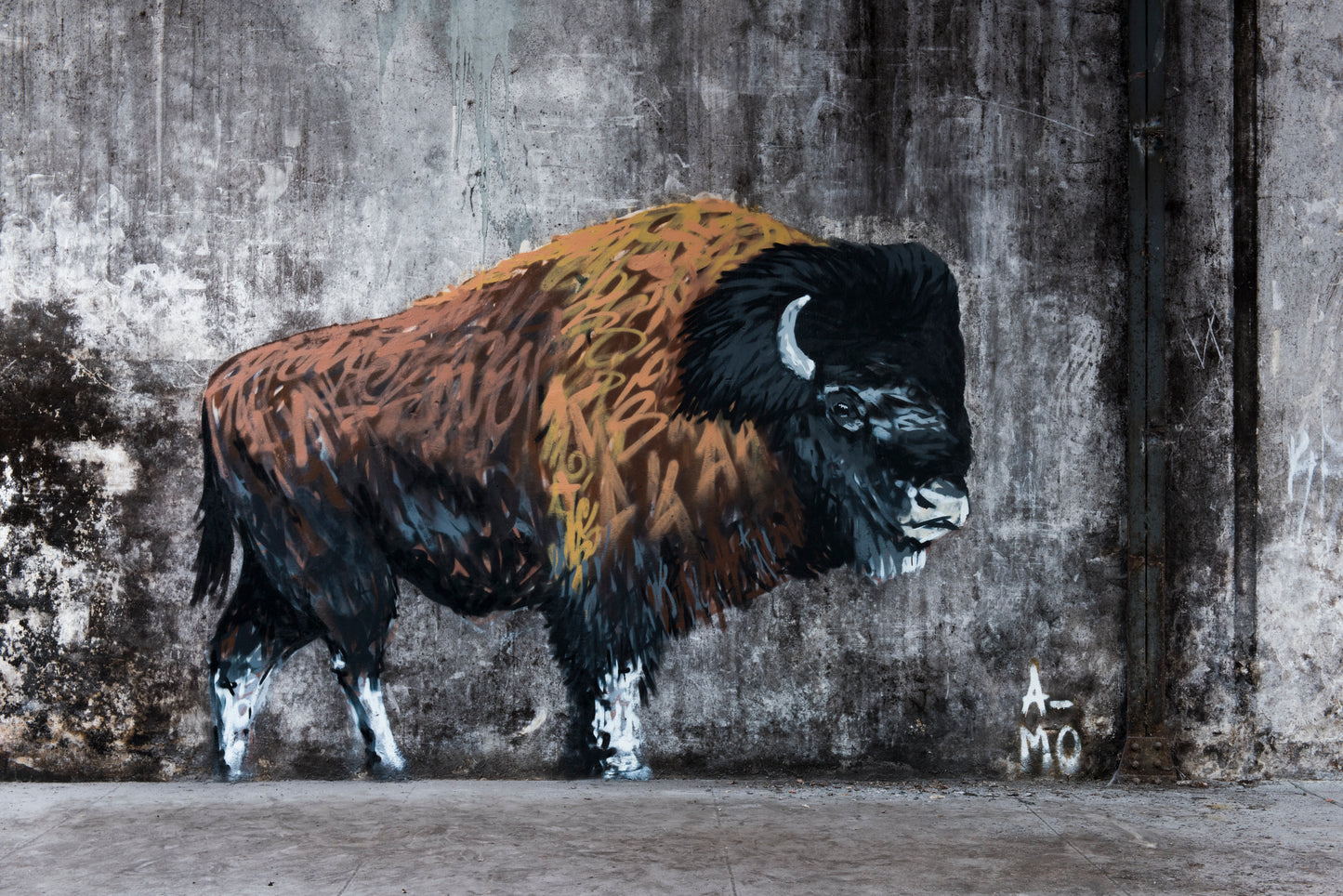 Photo sur dibond "bison"